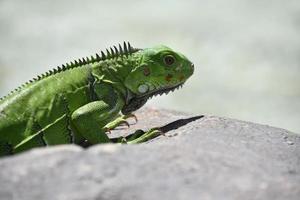 iguana verde brillante escalando una roca foto