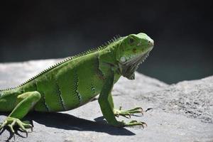 lagarto iguana verde directa sobre una roca foto