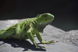 iguana verde rascándose con su pie trasero foto