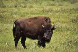 Bison Standing Alone in a Large Grass Field photo