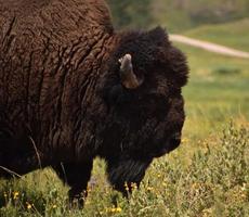 Shaggy and Fluffy Bison on a Warm Summer Day photo