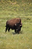 Stunning Bison in a Meadow with Wildflowers photo