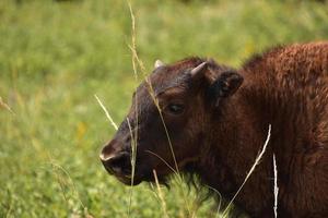 Adorable Young Buffalo Calf in Tall Grass photo