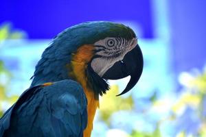 hermosa guacamaya neotropical azul y dorada con pico ganchudo foto