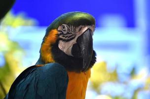 llamativo pájaro guacamayo azul y amarillo con marcas fantásticas foto