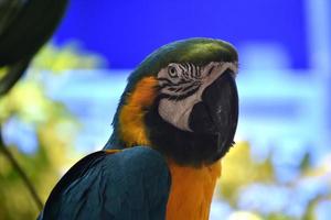 Striking Markings on the Face of a Blue and Gold Macaw photo