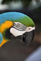 increíble guacamayo azul y dorado con un pico ganchudo foto