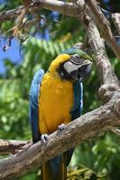 Bashful Blue and Gold Macaw on a Branch photo