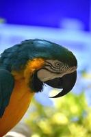 pico afilado en forma de gancho en un guacamayo azul y dorado foto