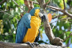 fantástico guacamayo azul y dorado en una rama foto