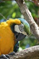 Colorful Blue and Yellow Macaw Parrot on a Branch photo