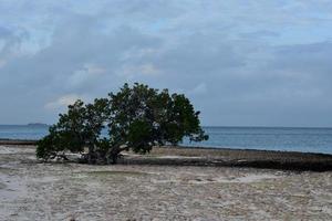 Watapana Tree Growing Above the Lava Rock photo