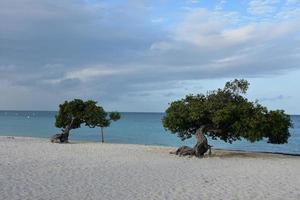 par de árboles divi en eagle beach foto