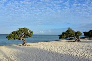 vista panorámica de la costa de aruba con árboles divi foto