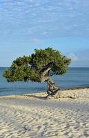 Twisted Divi Divi Tree on Eagle Beach photo