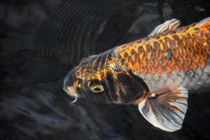 Stunning White and Orange Koi Fish in a Pond photo