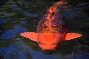 peces koi de color naranja oscuro brillante y negro foto