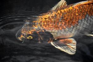 peces koi blancos, naranjas y negros bajo el agua foto