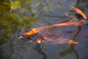 pez koi naranja brillante y negro nadando foto