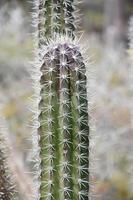 Sharp Thorns on a Succulent Cactus in Aruba photo