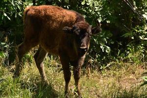 Very Cute Bison Calf in a Grove photo