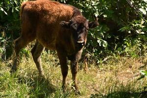Young American Buffalo Calf in a Wooded Grove photo