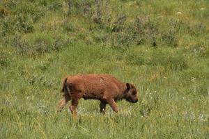 American Bison Calf Moseying Along in a Field photo