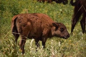 primer plano con un ternero de bisonte bebé borroso foto