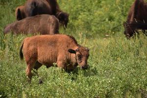 Grazing American Buffalo Calf in a Grass Field photo