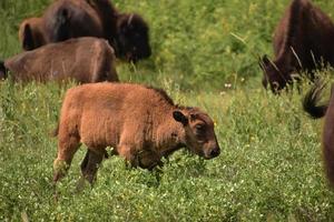 Young Bison Calf Roaming in a Grass Field photo