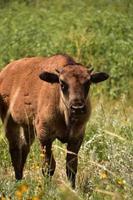 Stunning Young Bison Calf in a Field photo