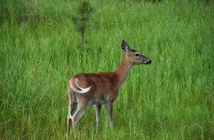 venado de cola blanca en un campo de hierba foto