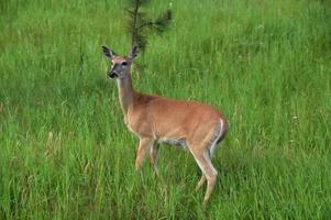 Beautiful Grazing Single Doe in a Field photo