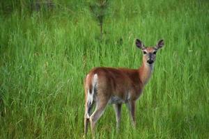 Cute White Tailed Deer in a Meadow photo