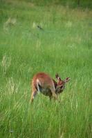 Young White Tailed Deer Itching in a Field photo