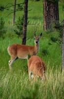 Grazing Deer in a Pine Grove in South Dakota photo