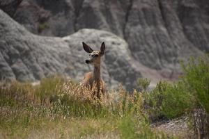 Attentive Deer with Very Long Ears in the Badlands photo