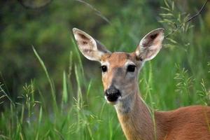 Direct Look into the Face of a Deer photo