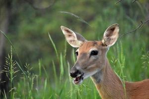 Cute Deer With his Mouth Open in the Summer photo