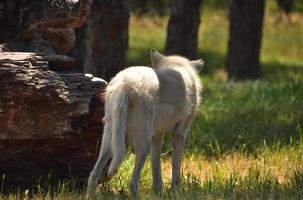 el trasero de un lobo blanco contemplando alejarse foto