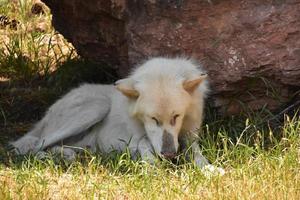 lobo de madera lamiendo su pata en la naturaleza foto