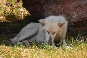 lobo de madera lamiendo su pata debajo de una roca foto