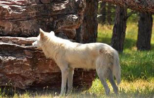 Standing White Wolf Watching for Prey in the Wild photo