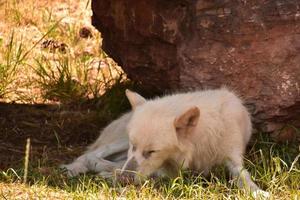 Sleeping White Timber Wolf Beside a Rock photo