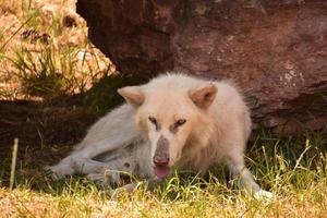 lobo de madera con la lengua fuera foto