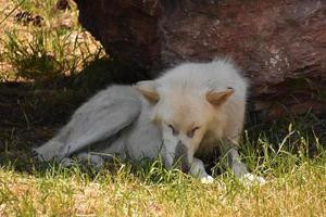 Sweet Arctic Wolf Resting in the Summer Months photo