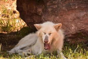 Yawning White Timber Wolf Resting by a Rock photo