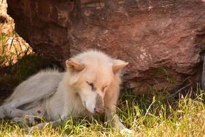 Wolf in the Shade of a Rock Den in the Wild photo