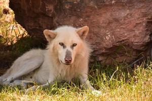 Looking Directly into the Face of a Wolf photo