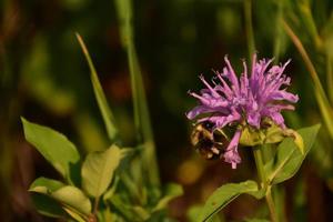 Pollinating Bee on a Purple Bee Balm Blooming photo
